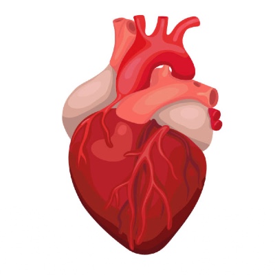 Cardiovascular Drugs